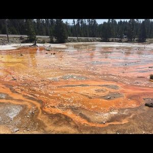 Meet your Posher, Shelley